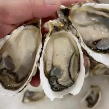 广东潮汕生蚝批发，鲜活肥美，量大价优