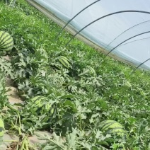 陕西渭南锦王西瓜
