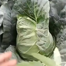 高山牛心甘蓝