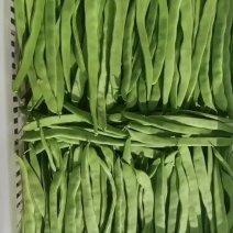 扁豆角大量上市今天精品收购价1.5