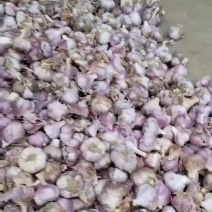 红根蒜苗种子