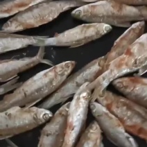 火培鱼