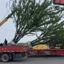 丛生榉树量大树优货源充足，可视平基地考察，欢迎合作