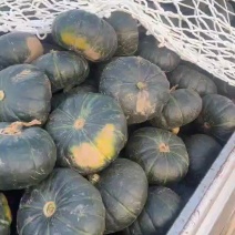 板栗南瓜
