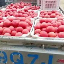石家庄本地西红柿