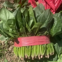 青海西宁高原夏菜菠菜种植基地保质保量欢迎实地考察合作