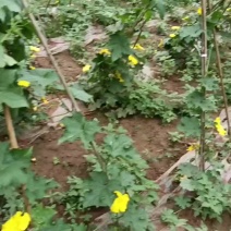 大英香丝瓜