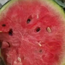早春红玉