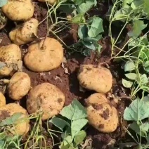凉薯