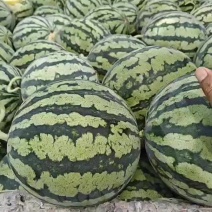 麒麟无子美都天津静海产区
