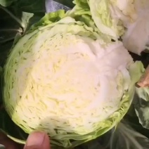 甘蓝大量上市
