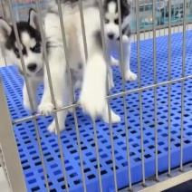 哈士奇幼犬