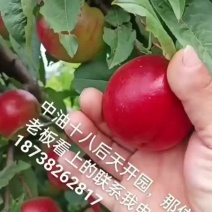 中油18油桃大量上市