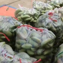 广西芒果大量上市，象牙芒生吃芒果，树上熟芒果