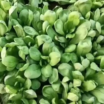 大叶茼蒿