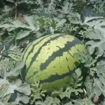 新鲜直生无籽锦王，欢迎各位老板前来采购