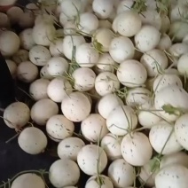 梦露蜜露流星大量供应对接电商批发市场，产地直发，代发全国
