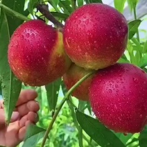 中油4大量上市