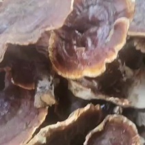 灵芝