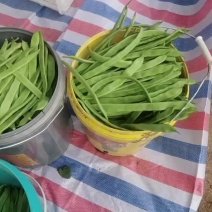 扁豆角大量上市中