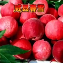 河北省邢台市威精品春雪桃中油蟠桃应有尽有欢迎电联