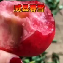 河北省邢台威县春雪桃产地直供现货批发欢迎咨询量大从优