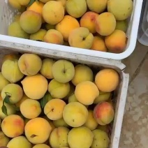83黄桃加上黄金冠