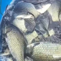 水库成品本地鲫鱼。水库黄金鲫鱼