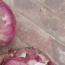 葱头大量现货
