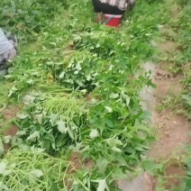 商薯19大田苗