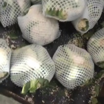 河北省昌黎县有机花大量上市每天大量供应