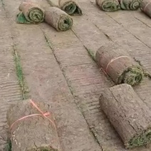 百幕大草坪