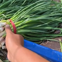 东北一点红精品上市中天天出货有需要好苗的联系价格下hu