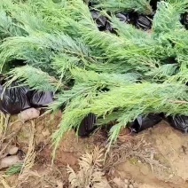 铺地柏