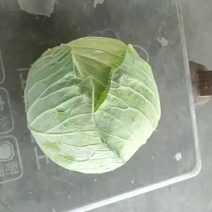 江苏东台包菜大量上市中！需要的朋友请速联系我！