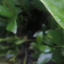 大叶栀子花‘玫瑰栀子花小杯中杯基地直销质量优质