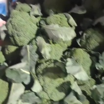 河北省昌黎县西兰花大量上市