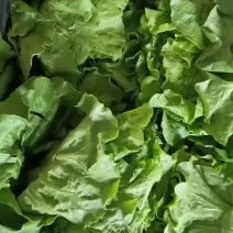 生菜