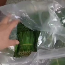 果松针，五叶松针