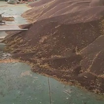 油菜籽