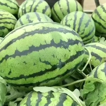 甜王大棚里的西瓜，山东省济宁市曲阜尼山西瓜，产地直发，