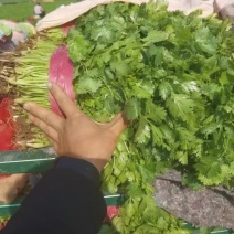 香菜开封基地直发，质量好，价格优，欢迎来电
