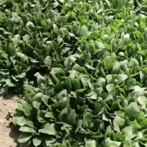 内蒙古菠菜