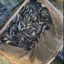 黄骨鱼苗，昂刺鱼，