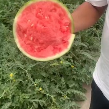无籽美都麒麟