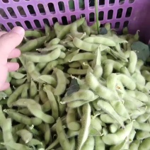 南通毛豆量大特价，新鲜饱满