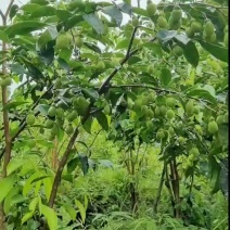 沉香种子