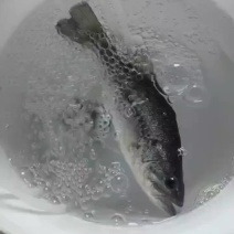 加州鲈