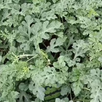 露天美都