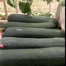 精品吊冬瓜，黑牛，绿优，611